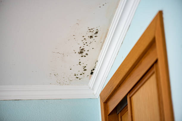 Best Residential Mold Removal  in Delmar, MD