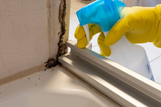 Best Black Mold Removal  in Delmar, MD