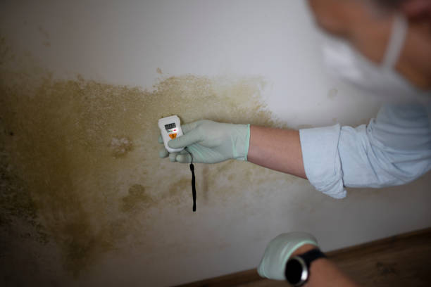 Best Mold Testing and Removal  in Delmar, MD