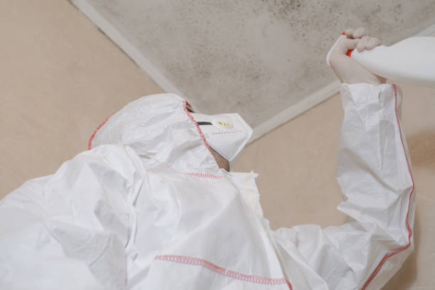 Best Attic Mold Removal  in Delmar, MD