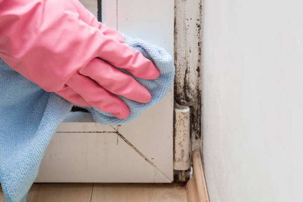 Best Mold Damage Repair  in Delmar, MD