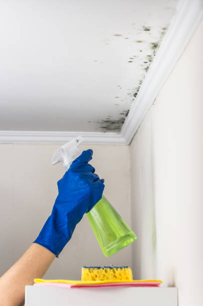 Best Attic Mold Removal  in Delmar, MD